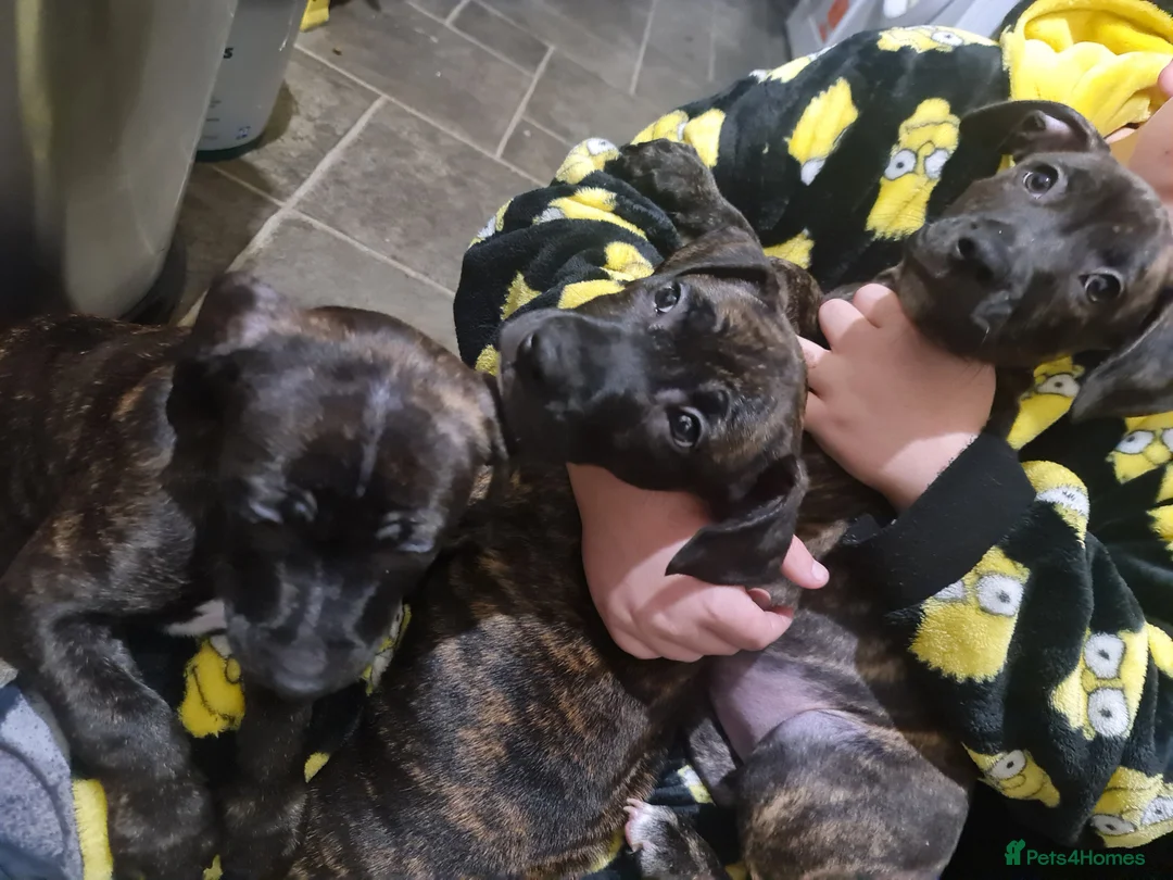 Staffordshire Bull Terrier dogs for sale: Classical staffy male pups - Advert 4