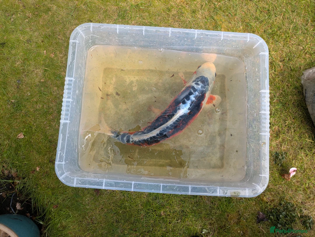 Pond Fish fish for sale: Closing pond down. All fish and equipment to go in Southport - Advert 2