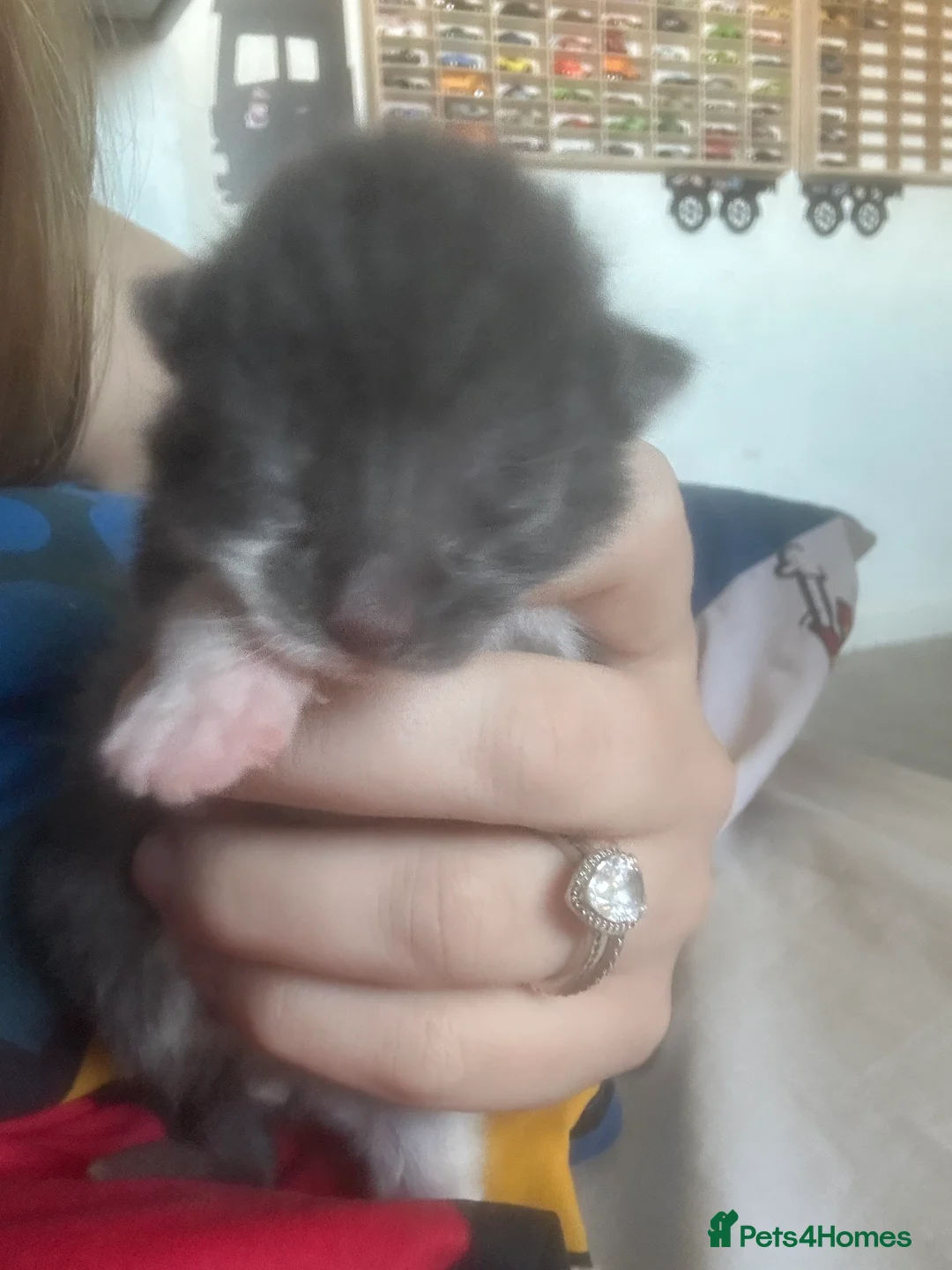 British Shorthair cats for sale: 3 kittens British shorthair 2 male 1 female  in Waterlooville - Advert 1