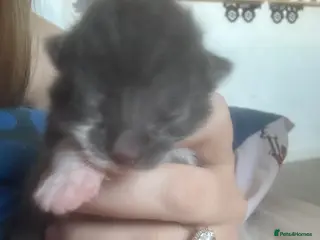 British Shorthair cats 3 kittens British shorthair 2 male 1 female - Advert 5