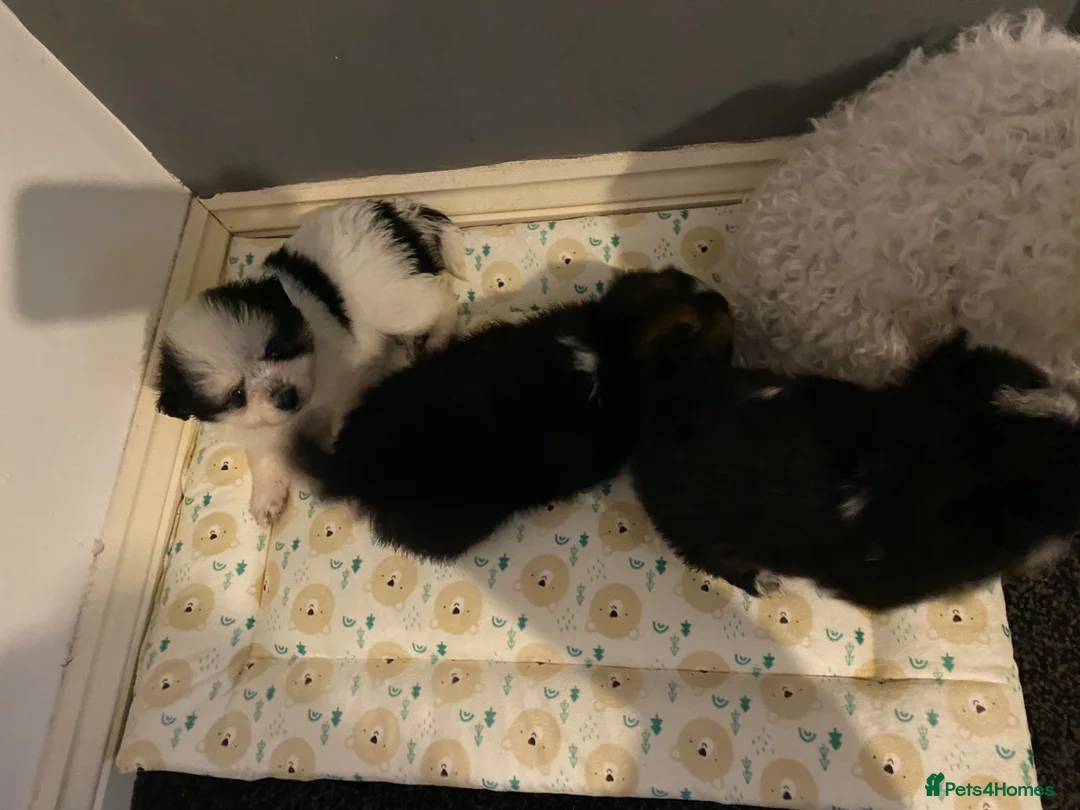 Maltipom dogs for sale: Maltese x Pomeranian Puppies in Stoke-on-Trent - Advert 15