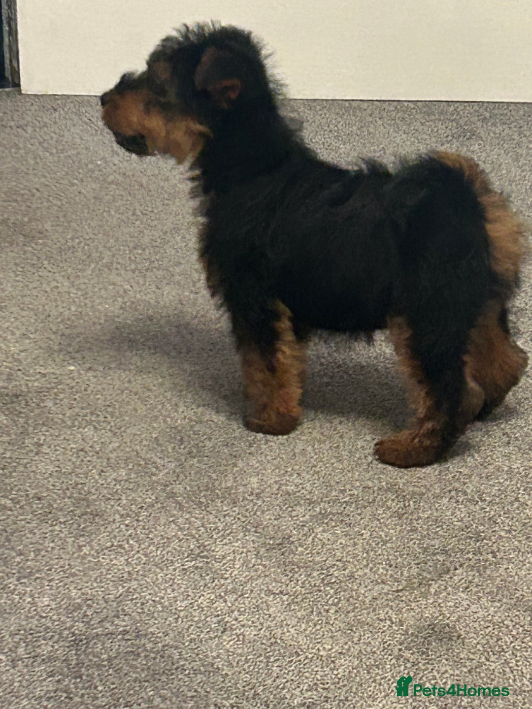 Welsh Terrier dogs for sale: Gorgeous Welshie Puppies - Advert 3