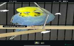 Budgerigars birds for sale: 1 year old budgie  - Image 2
