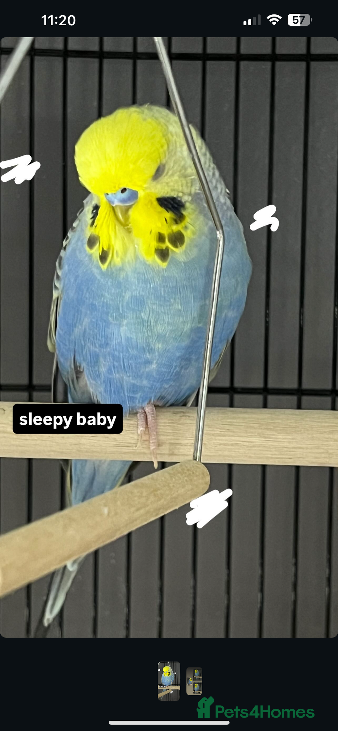 Budgerigars birds for sale: 1 year old budgie  - Image 2