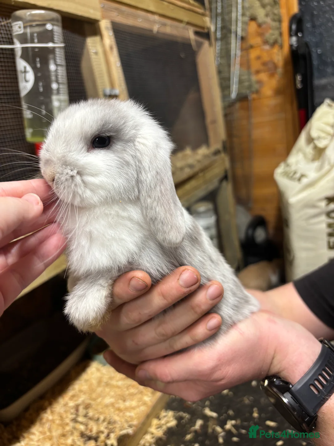 Mini Lop rabbits for sale: Last Mini-Lop (Gone) - Advert 2