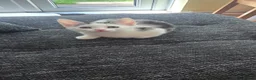 Mixed Breed cats for sale: Beautiful female kitten  in Coventry - Advert 2