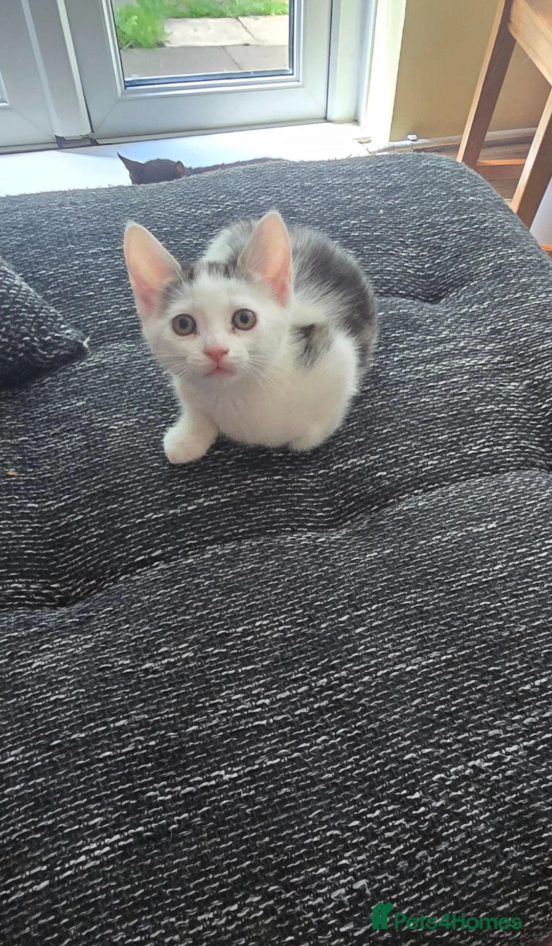 Mixed Breed cats for sale: Beautiful female kitten  in Coventry - Advert 2