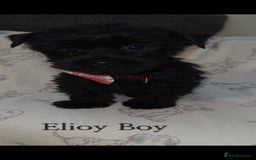 Yorkshire Terrier dogs for sale: Yorkshire Terrier Puppies Ready Now - Image 4