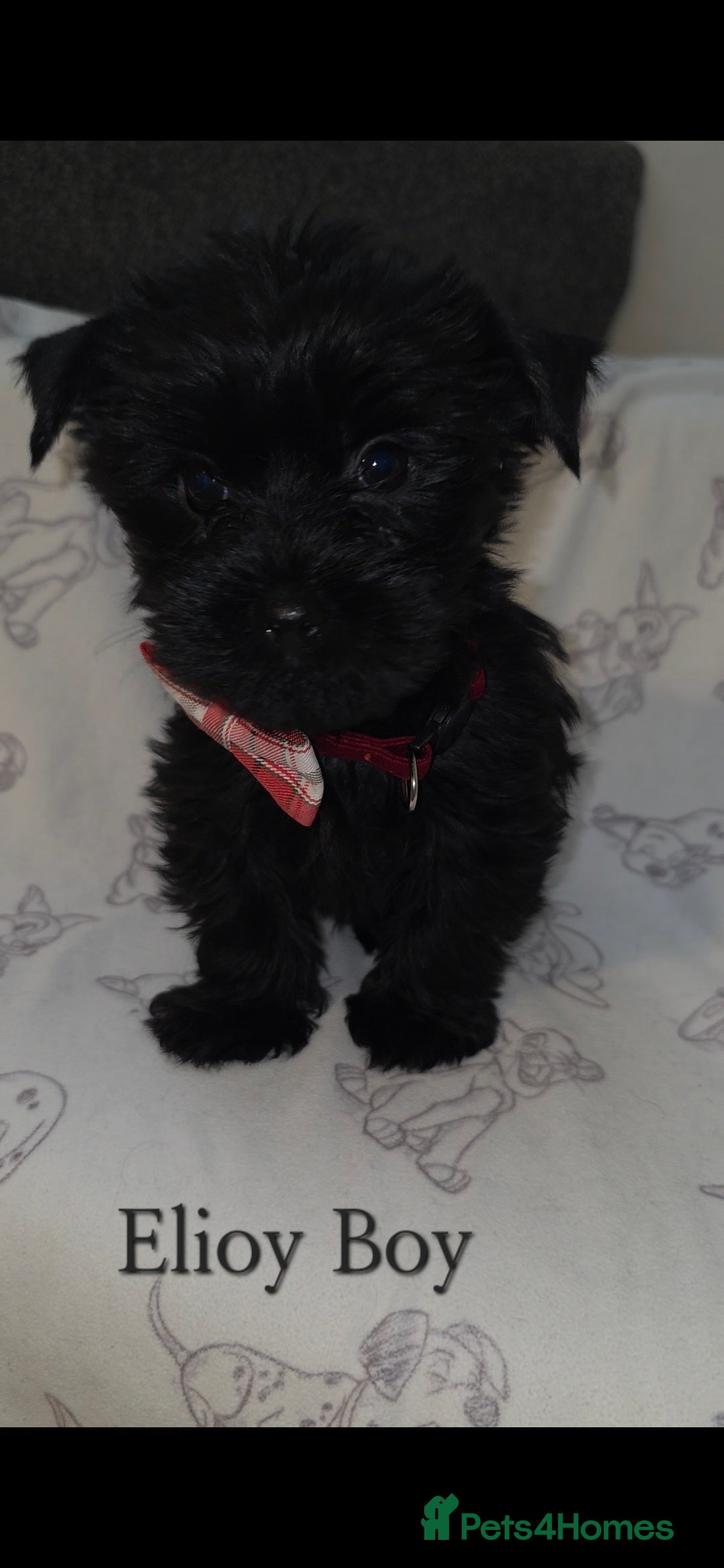 Yorkshire Terrier dogs for sale: Yorkshire Terrier Puppies Ready Now - Image 4