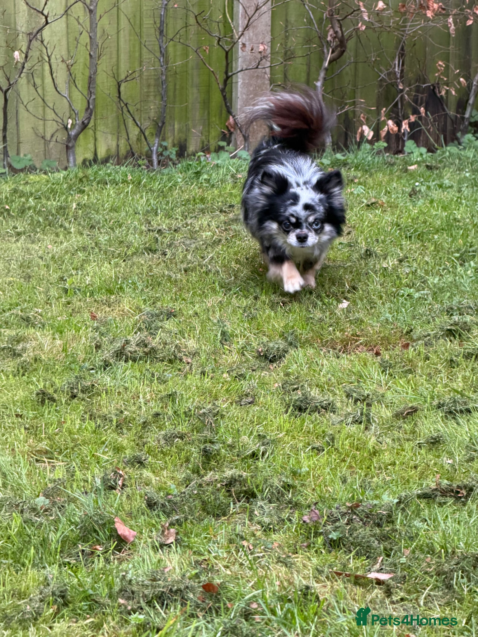 Chihuahua dogs Merle longhaired chihuahua stud dog  - Advert 2