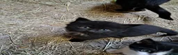 Mixed Breed cats for sale: Beautiful Kittens For Sale in Nantwich - Advert 3