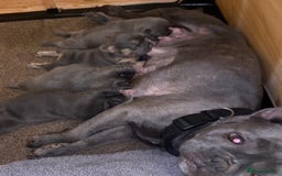 French Bulldog dogs for sale: Gorgeous litter of 4 blue French bulldogs - Advert 2