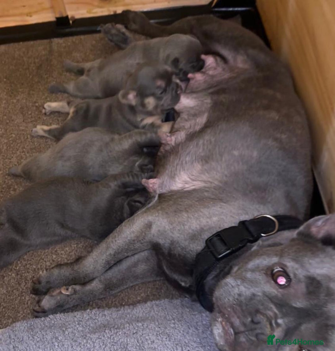 French Bulldog dogs for sale: Gorgeous litter of 4 blue French bulldogs - Advert 2