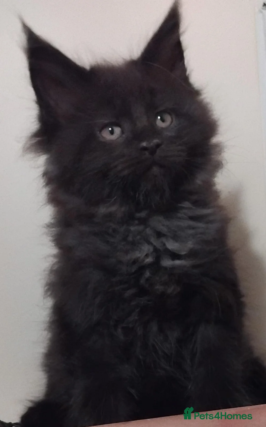 Maine Coon cats for sale: Maine Coons Kittens For Sale  - Advert 8