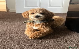 Cockapoo dogs for stud: Bruno  - Image 7