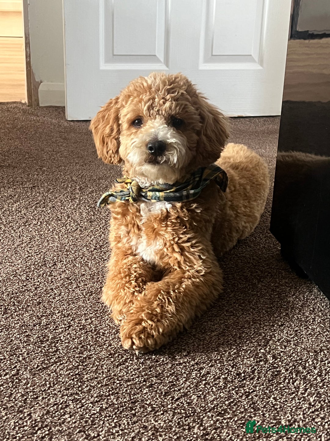 Cockapoo dogs for stud: Bruno  - Image 7