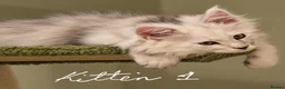 Maine Coon cats for sale: Shaded pure bread maine coons - Advert 3
