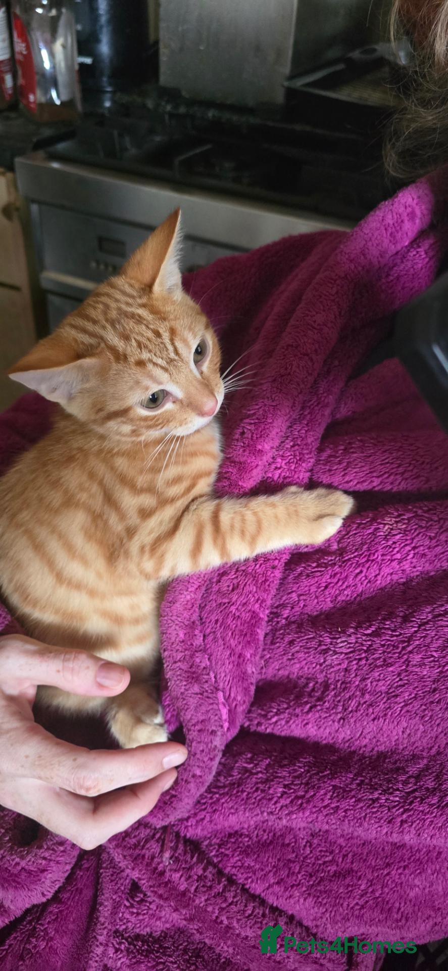 Mixed Breed cats Beautiful Ginger Tom - Advert 1