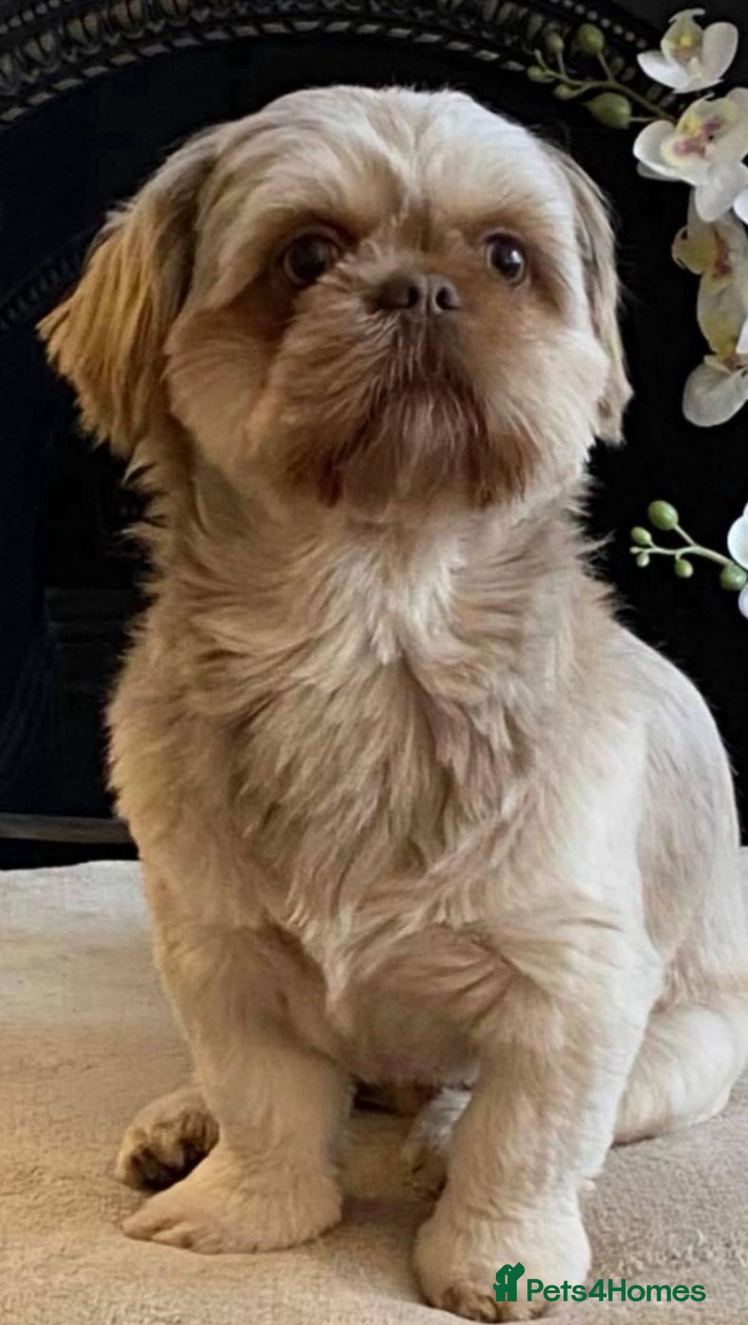 Shih Tzu dogs for sale: 🧡💜Stunning KC Registered Shih Tzu Puppies🧡💜 - Advert 7