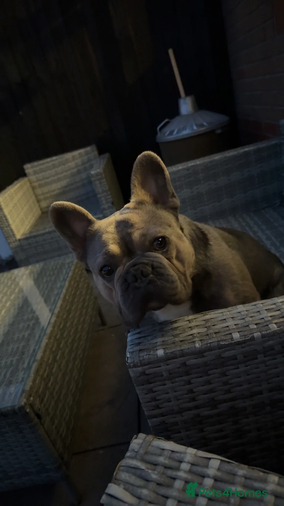 French Bulldog dogs for sale: Chino  - Advert 2