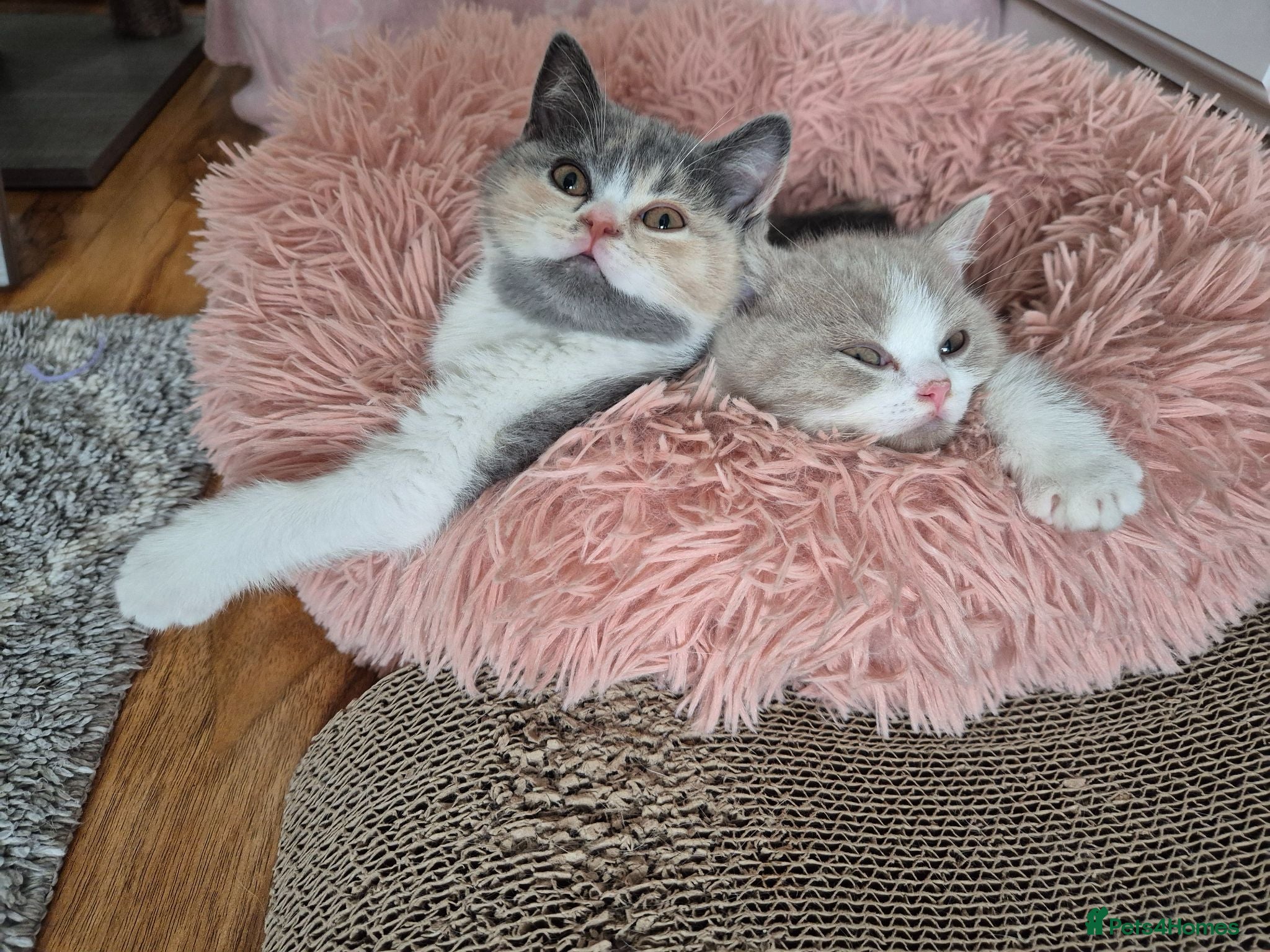 British Shorthair cats  From GCCF parents with champions in line,BSH  - Advert 2