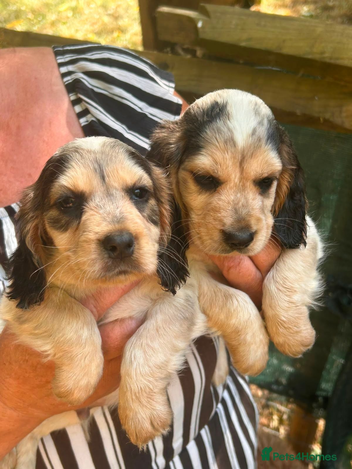 Cocker Spaniel dogs SHOW TYPE COCKER SPANIEL PUPPIES  - Advert 9