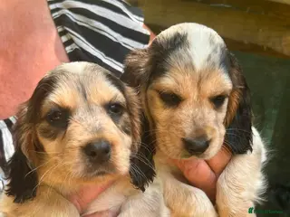 Cocker Spaniel dogs SHOW TYPE COCKER SPANIEL PUPPIES - Advert 9