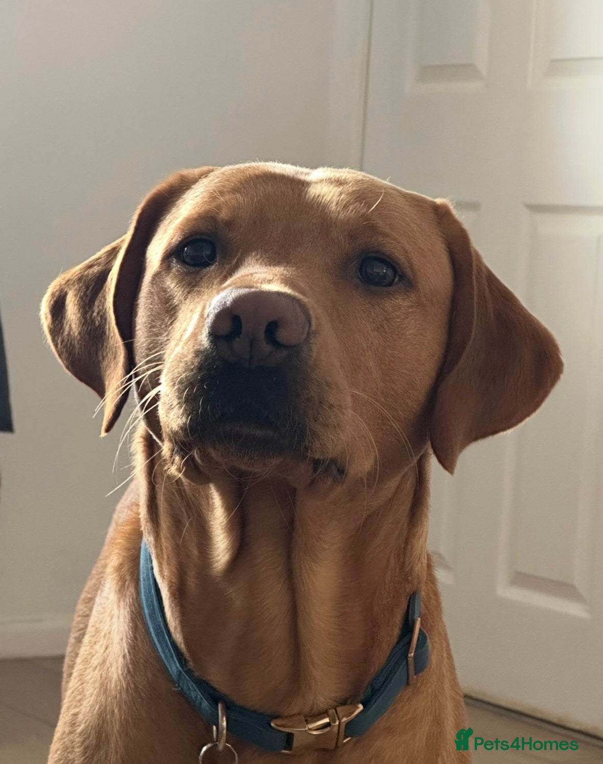 Labrador Retriever dogs Fox red lab for stud - proven - Advert 1