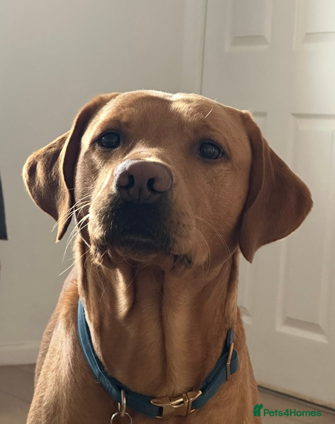 Labrador Retriever dogs for stud: Fox red lab for stud - proven - Advert 1