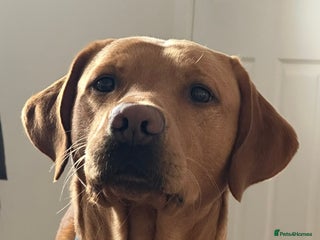 Labrador Retriever dogs - Advert 8