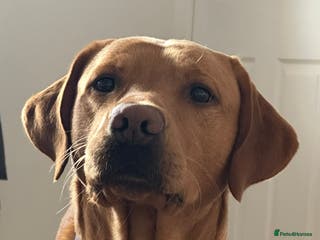 Labrador Retriever dogs Fox red lab for stud - proven - Advert 13