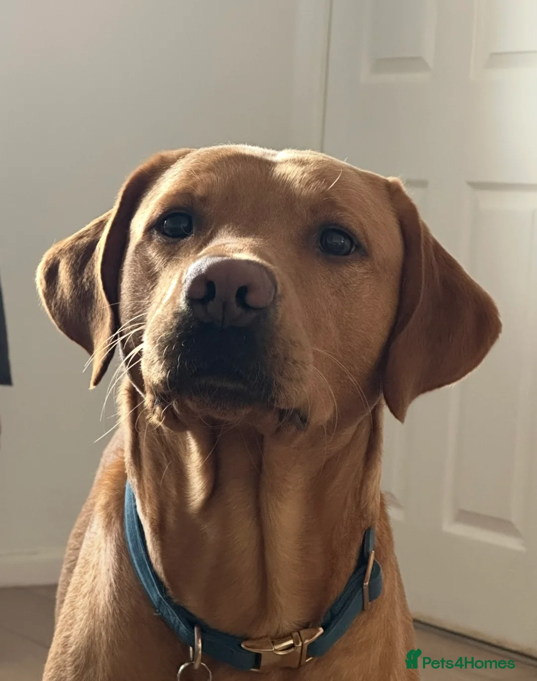 Labrador Retriever dogs for stud: Fox red lab for stud - proven - Advert 1