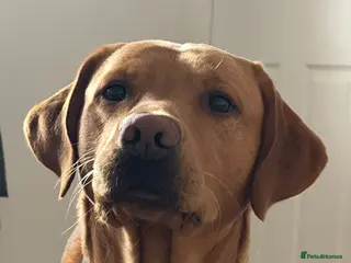 Labrador Retriever dogs Fox red lab for stud - proven - Advert 1