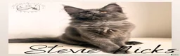 Maine Coon cats for sale: LARGE Stunning Solid Blue Maine Coon Kitten  - Advert 7
