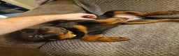 Rottweiler dogs for sale: 10 week old rottweiler female - Advert 6