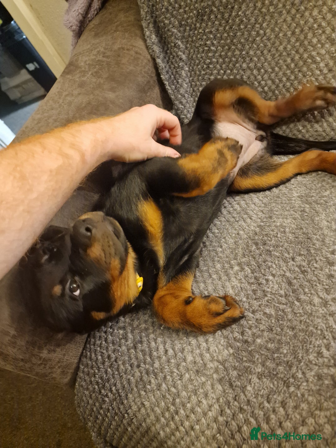 Rottweiler dogs for sale: 10 week old rottweiler female - Advert 6