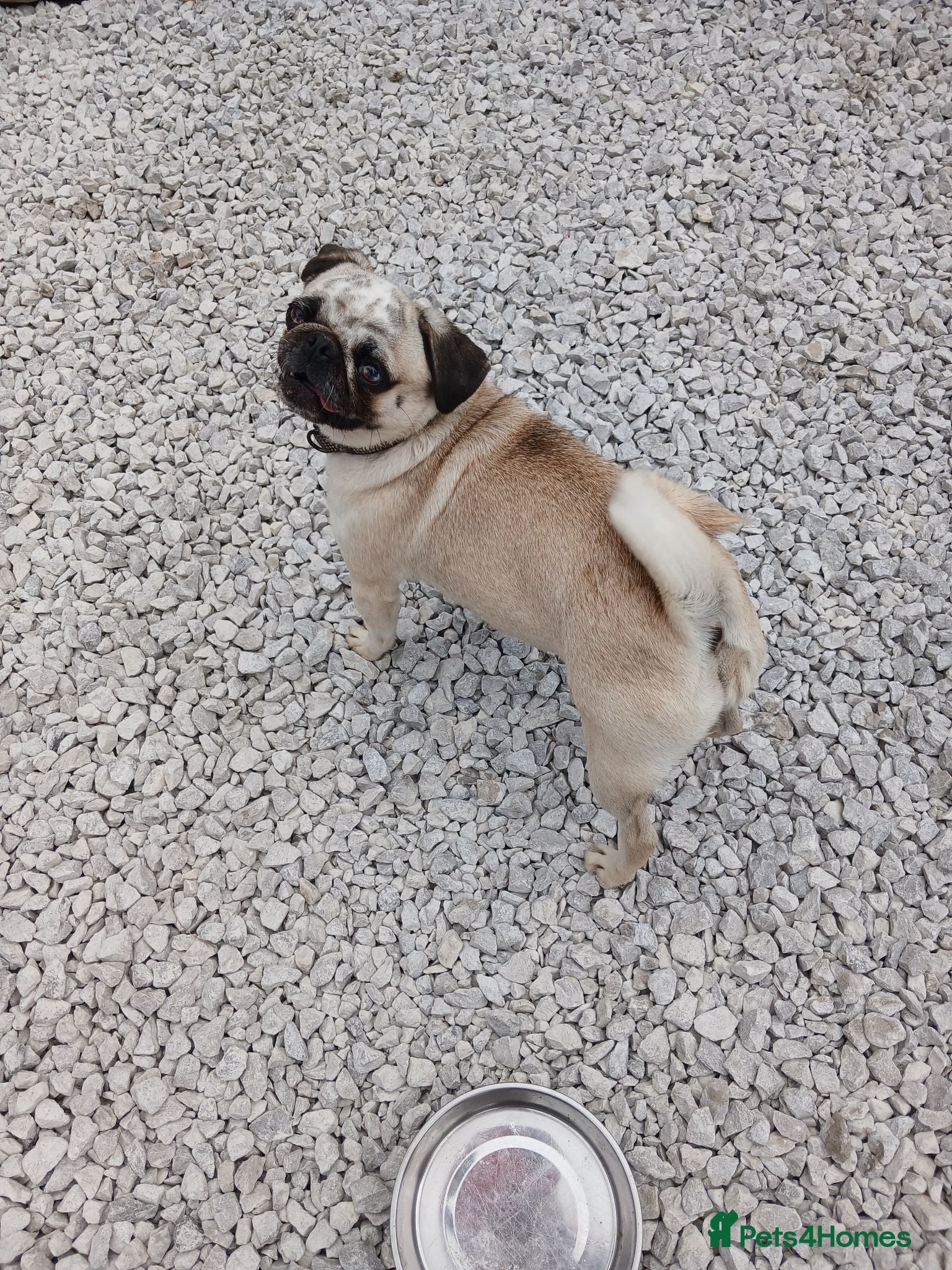 Pug dogs KC Registered Female Merle Pug Carries Pink - Advert 2