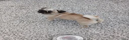 Pug dogs for sale: KC Registered Female Merle Pug Carries Pink - Advert 1