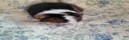Guinea Pig rodents for sale: Pretty baby Teddy boys  - Advert 2