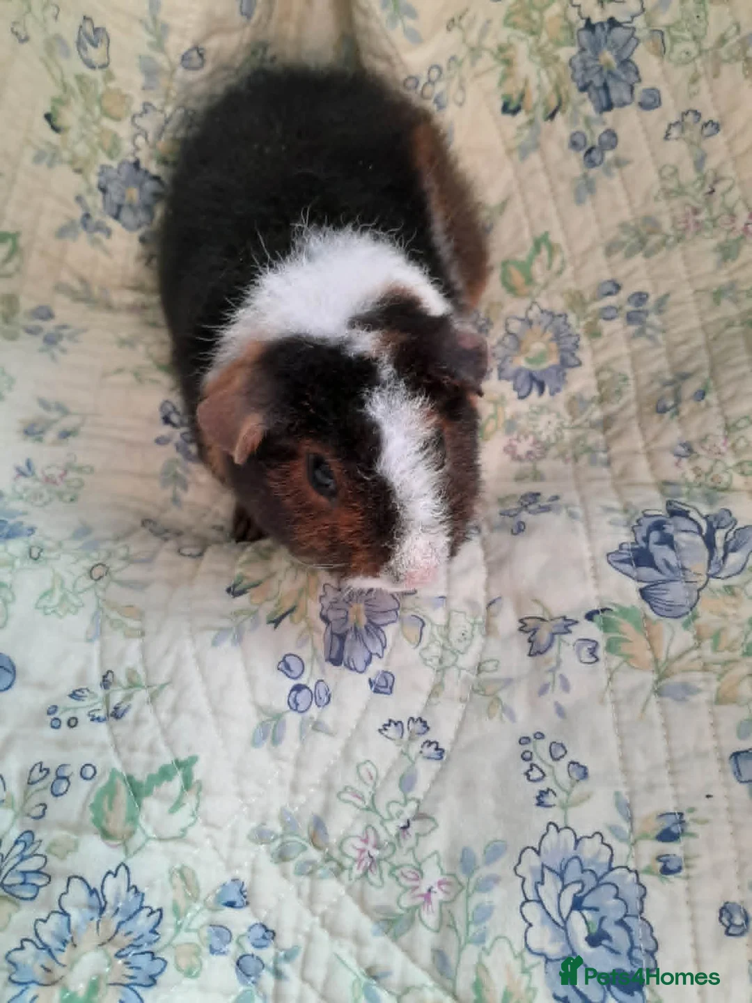 Guinea Pig rodents for sale: Pretty baby Teddy boys  - Advert 2