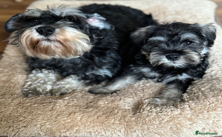 Miniature Schnauzer dogs  kc/Bva eye tested clear vet checked & certificate - Advert 7