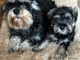 Miniature Schnauzer dogs kc/Bva eye tested clear vet checked & certificate - Advert 7