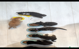 Mixed Breed cats for sale: Kittens for sale  - Image 1