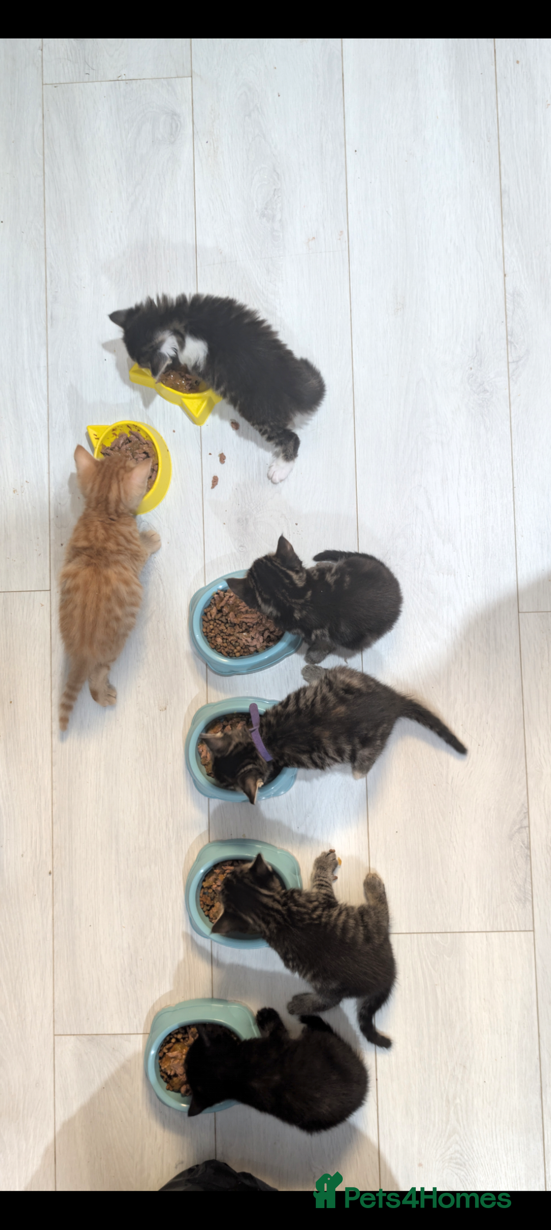 Mixed Breed cats for sale: Kittens for sale  - Image 1