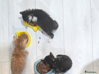 Mixed Breed cats - Advert 1