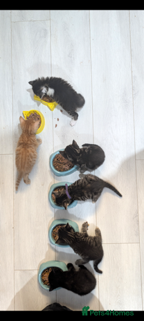 Mixed Breed cats - Advert 1