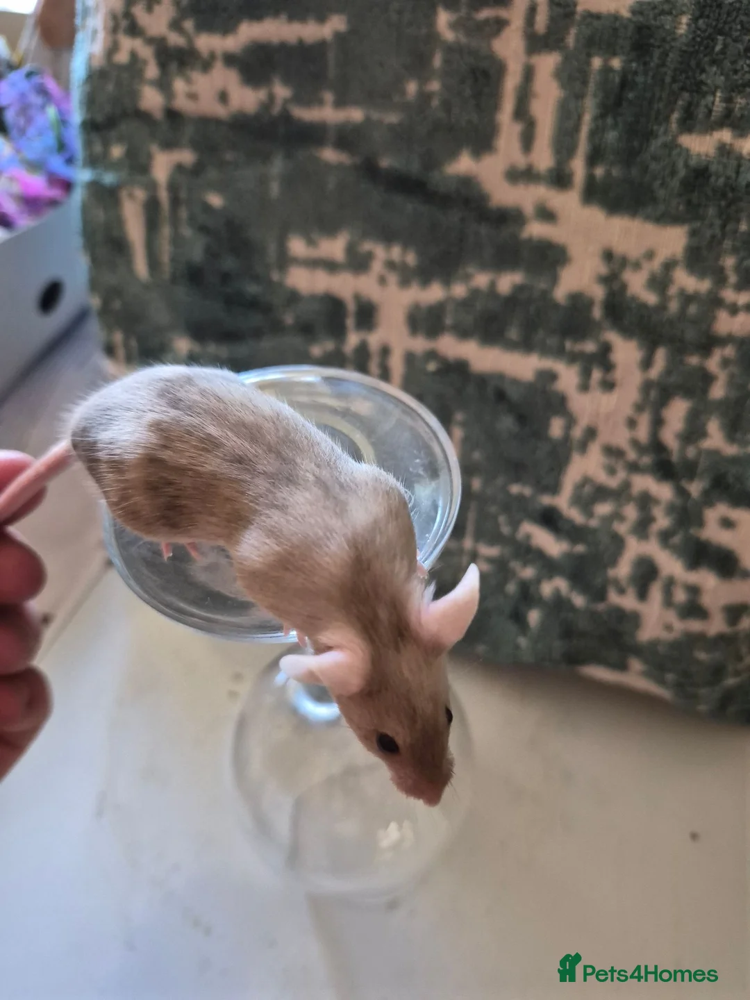 Mouse rodents for sale: 2 Cute Female Fancy Mice - Advert 7