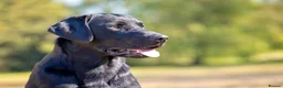 Labrador Retriever dogs for stud: Black Labrador Stud - Carries Yellow - Advert 10