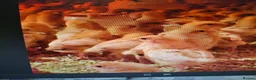 Chickens poultry for sale: Isa Bovan browns - Advert 3