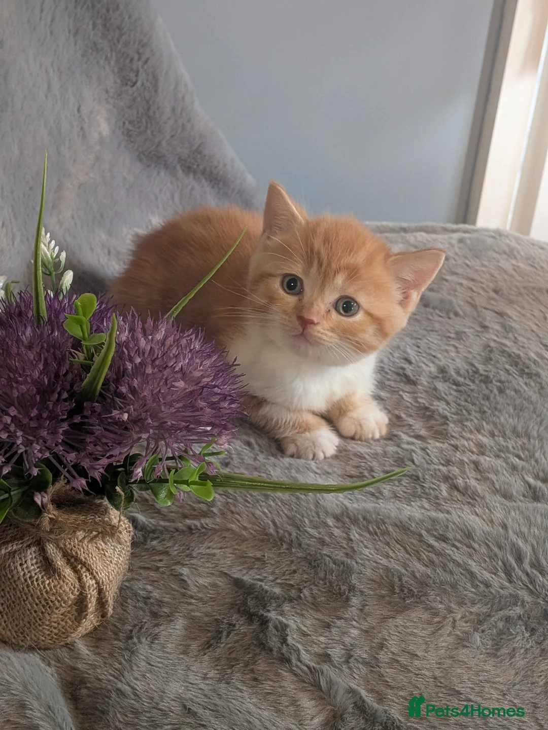 Selkirk Rex cats for sale: Beautiful Kittens – From Pedigree Selkirk Rex Mum - Advert 26